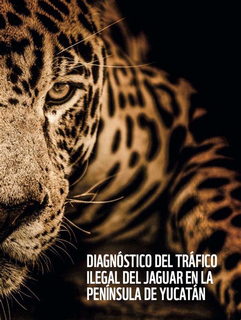 Diagnóstico Del Tráfico Ilegal Del Jaguar En La Península De Yucatán Wwf