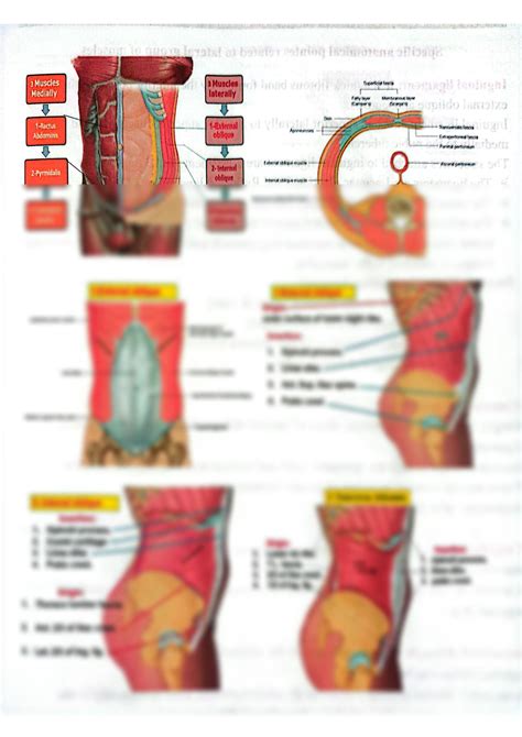 SOLUTION: Anatomy of abdominal wall - Studypool