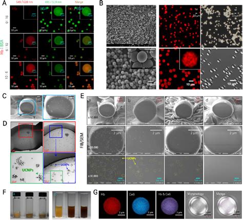 A Clsm Images Of Microgels Of Hb And Bsa Using Various Weight Based