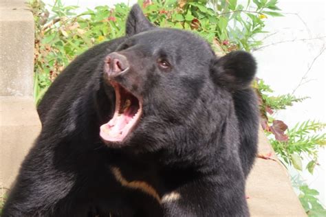 ツキノワグマ出没警報発令中 横手市森林組合