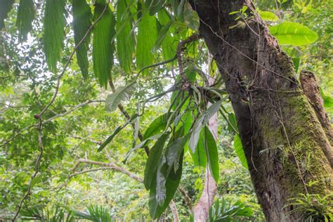 Green Vegetation In The Rainy Season In Costa Rica Stock Photo Image