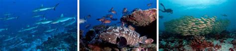 Fakarava Diving - Dive Discovery Tahiti