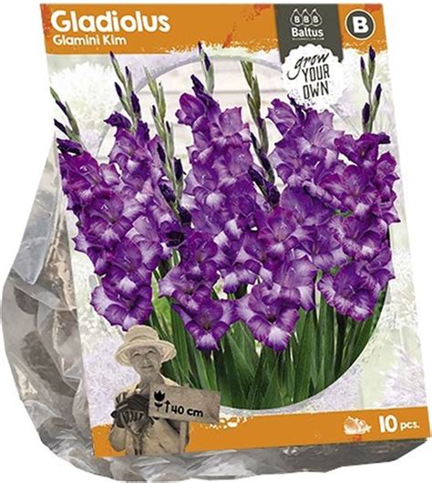 Baltus Gladiolus Glamini Kim Gladiolen Bloembollen Per 10 Stuks Bol