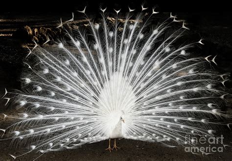 White Peacock Feathers Showing Pyrography by Claudio Valdes