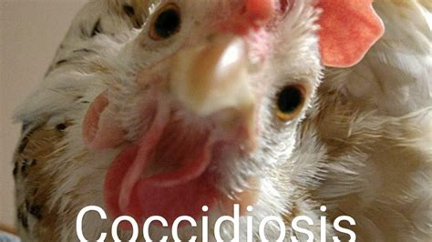 Signs Of Coccidiosis In Chickens