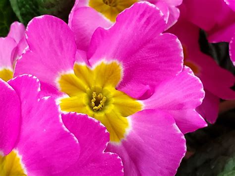 Add Color With Primroses Westside News Inc