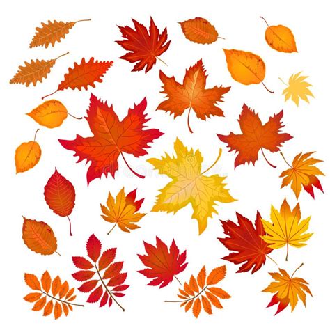 Set Of Different Autumn Leaves Stock Vector Illustration Of Fall