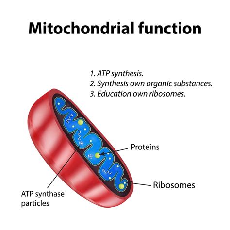 Mitochondrial Function