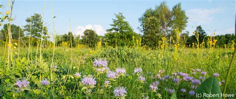 Oak Savanna Restoration Plots - Natural Features - UW-Green Bay