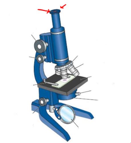 Microscope Parts Flashcards Quizlet