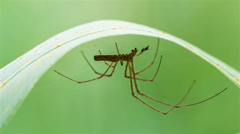 Growing This Kitchen Ingredient Indoors Will Also Send Spiders Running