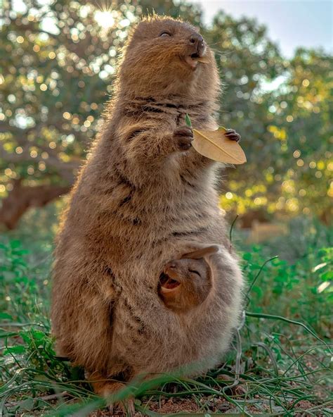 Mother Quokka and baby in pouch : r/Eyebleach