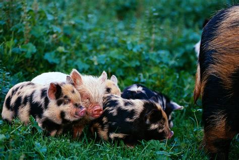 40 Adorable Pig Pictures To Make You Smile Reader S Digest