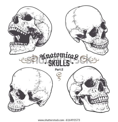 Anatomical Skulls Vector Set Hand Drawn Stock Vector Royalty Free