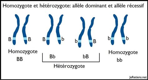 Différence entre homozygote et hétérozygote