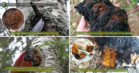 Chaga Mushroom Identification Inonotus Obliquus