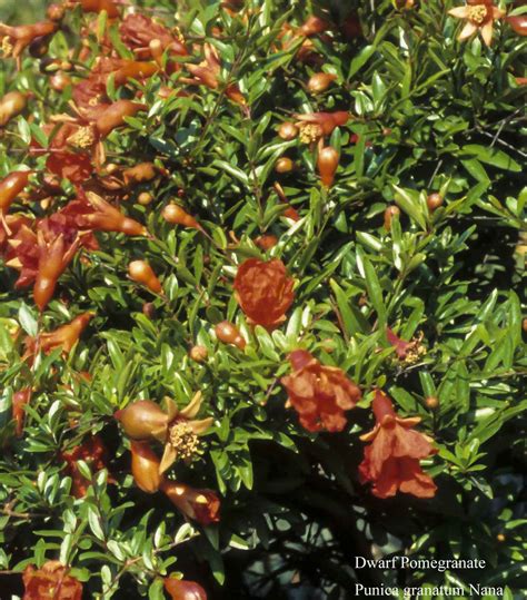 Punica Granatum Nana Common Bonsai Shrub Dwarf Pomegranate