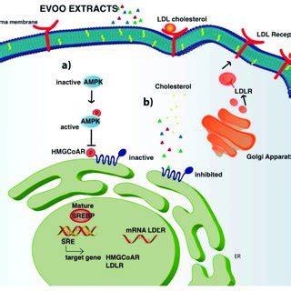 Potential EVOO Extracts Mechanism Of Action Upon Cell Penetration