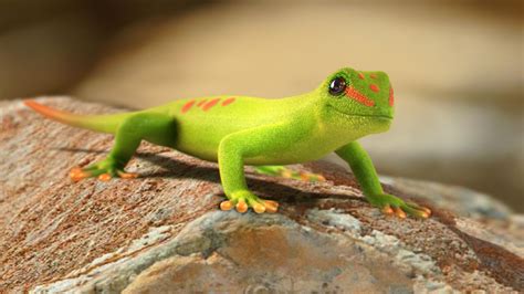 Gecko Wallpaper (59+ pictures) - WallpaperSet