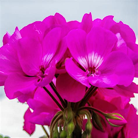 Pelargonia Rabatowa Mieszanka F2 Nasiona 0 05g W Legutko Sklep