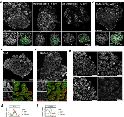 Comparative H3K27me3 Enrichment At Chromocenters During ESCs Derivation