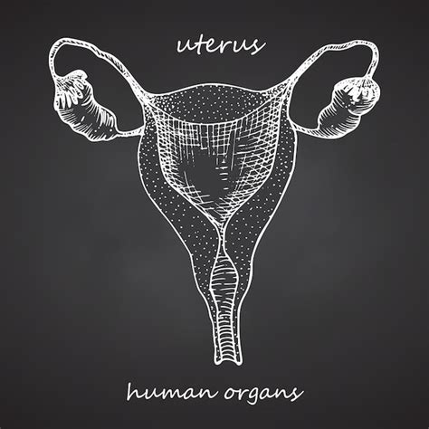 Premium Vector Uterus Realistic Handdrawn Icon Of Human Internal