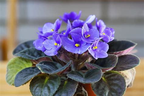 African Violet Varieties And Care Plantura