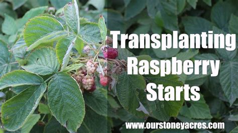 Gardening Tips Transplanting Raspberries Ep 9 Youtube