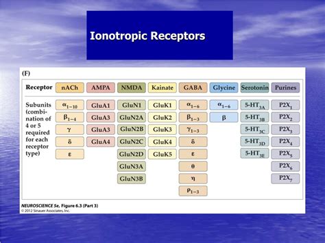 Ppt Neurotransmitter Receptors Powerpoint Presentation Free Download