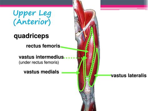 Skeletomuscular System Ppt Download