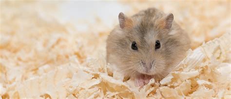 Gladys Psicolog A Personalidad Todo Sobre Hamsters Comunes Toxicidad