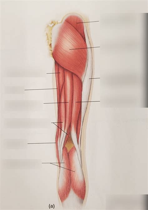 Posterior Leg Muscles Diagram Quizlet