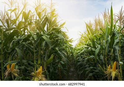 Corn Field Sunset Stock Photo 682997941 | Shutterstock