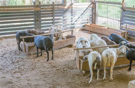 Caracteriza O De Sistemas De Produ O De Ovinos Em Cinco Povoados De