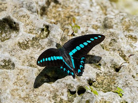 Swordtails Insects Of Mumbai Inaturalist