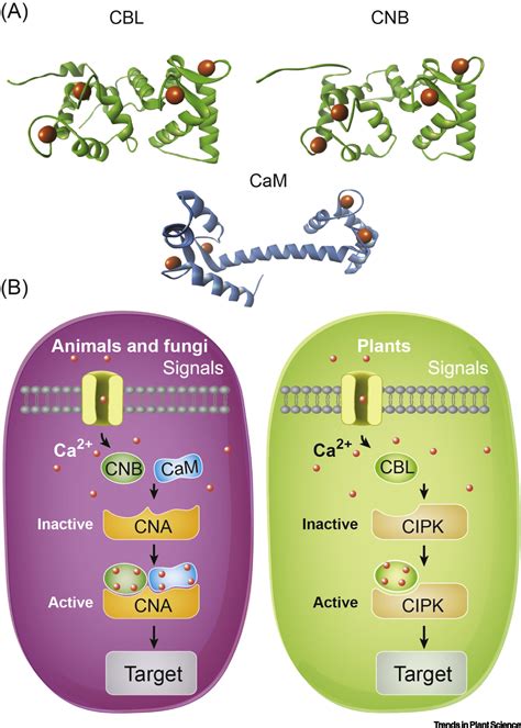 The Cblcipk Calcium Signaling Network Unified Paradigm From Years