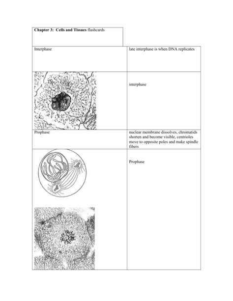 Chapter 3 Cells And Tissues