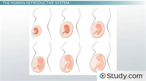 Human Sexual Anatomy And Physiology Major Features And Functions Video