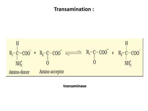 Biological Nitrogen Fixation Nitrification Ammonification