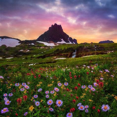 Wildflowers In Glacier Np Wildflowers Glaciernp Montana Glacier