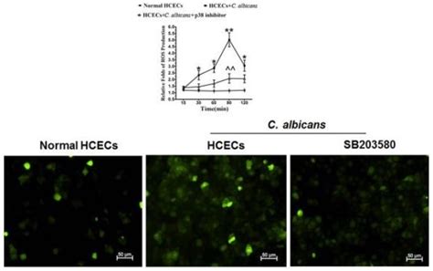 DCFDA H2DCFDA Cellular ROS Assay Kit Ab113851 Abcam