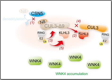 Cullin 3 And Blood Pressure Regulation Insights From Familial