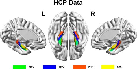 Parahippocampal Gyrus