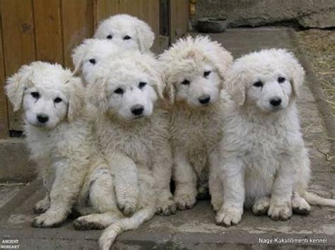 Kuvasz vs Great Pyrenees - Breed Comparison | MyDogBreeds