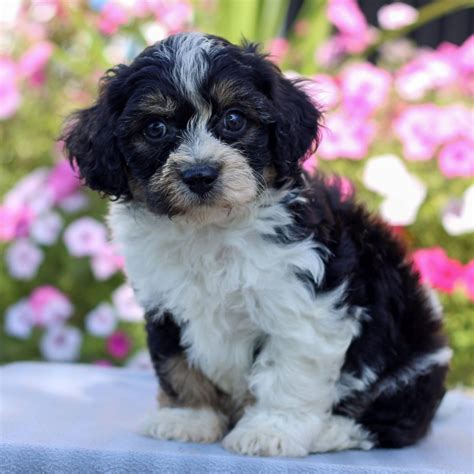 Cavachon Puppies for Sale (Cute, Smart, & Healthy) | VIP Puppies