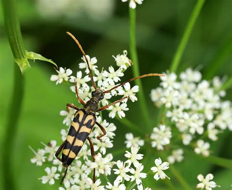 Leptura Annularis Rimvydas Kinduris Flickr