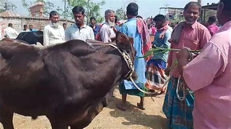 বাড়িচা বাজারে ছোট বড় ও মাজারি সাইজের গরু দেখাবো আপনাদেরকে এবং তার দাম