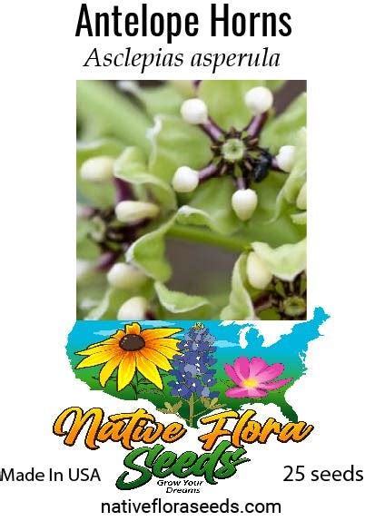 Antelope Horns – NativeFloraSeeds.org