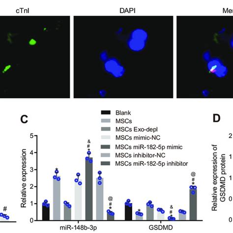 Gsdmd Is Robustly Expressed In Myocardial Tissues Of I R Mice A Mrna