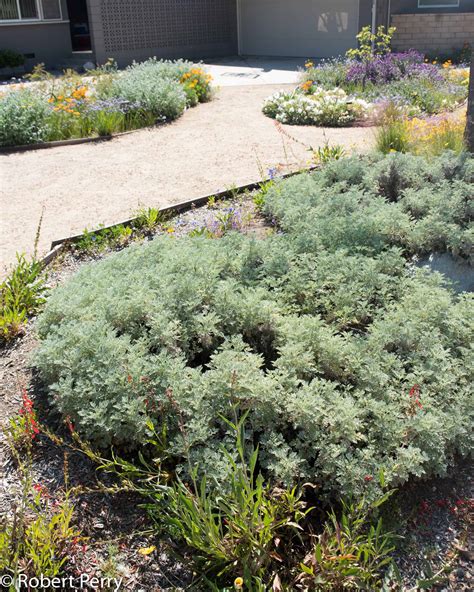 Powis Castle Artemisia Waterwise Garden Planner